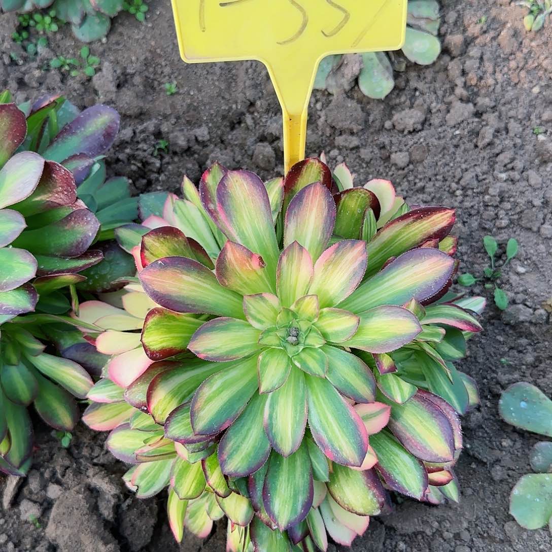 糖*?1-353---多头多肉植物