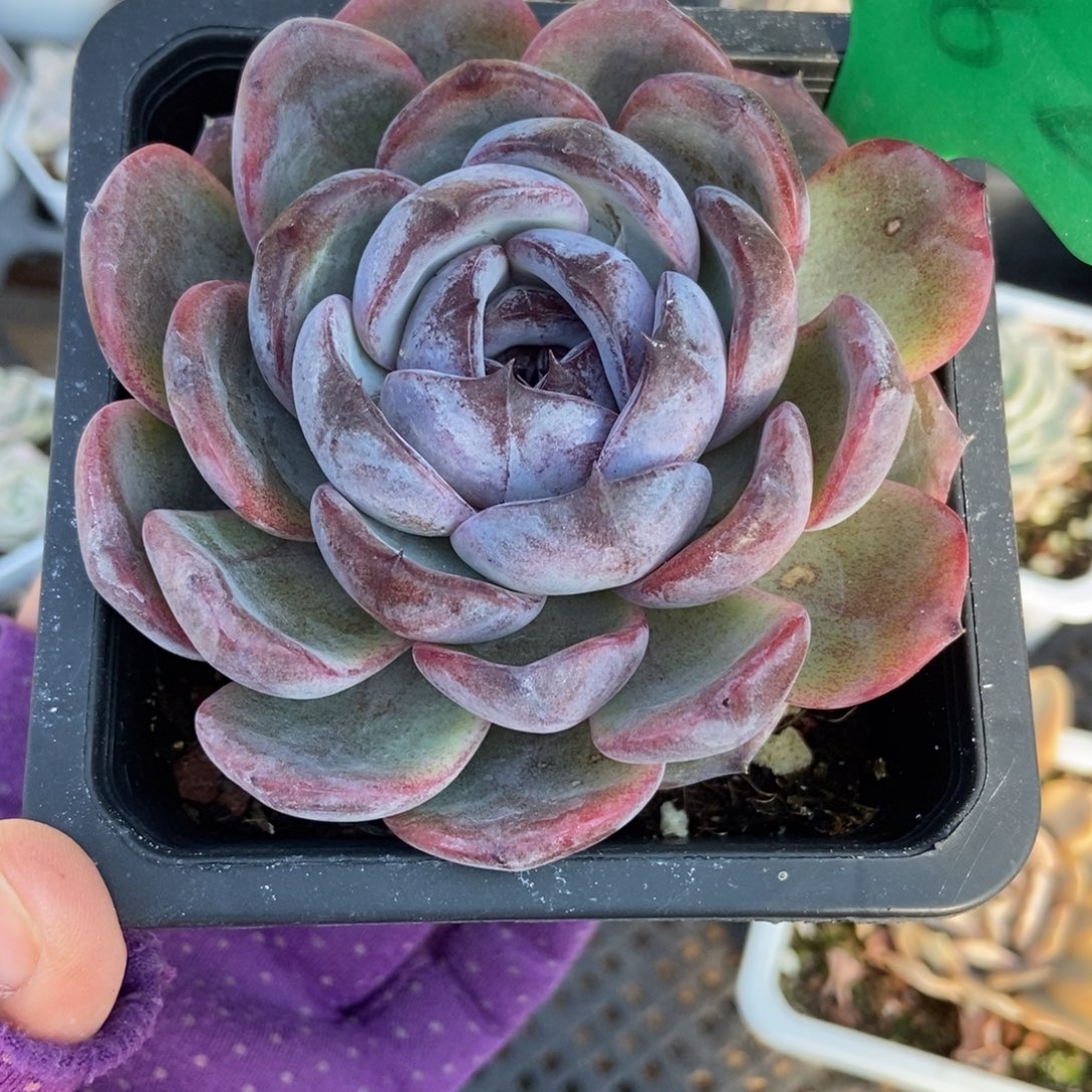 982黑橙多肉植物多肉