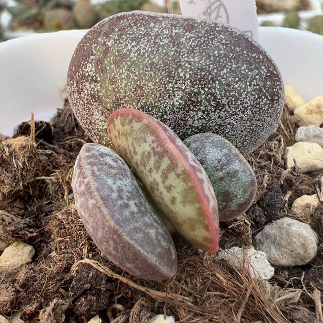 满斑花蛋大苗多肉植物水泡