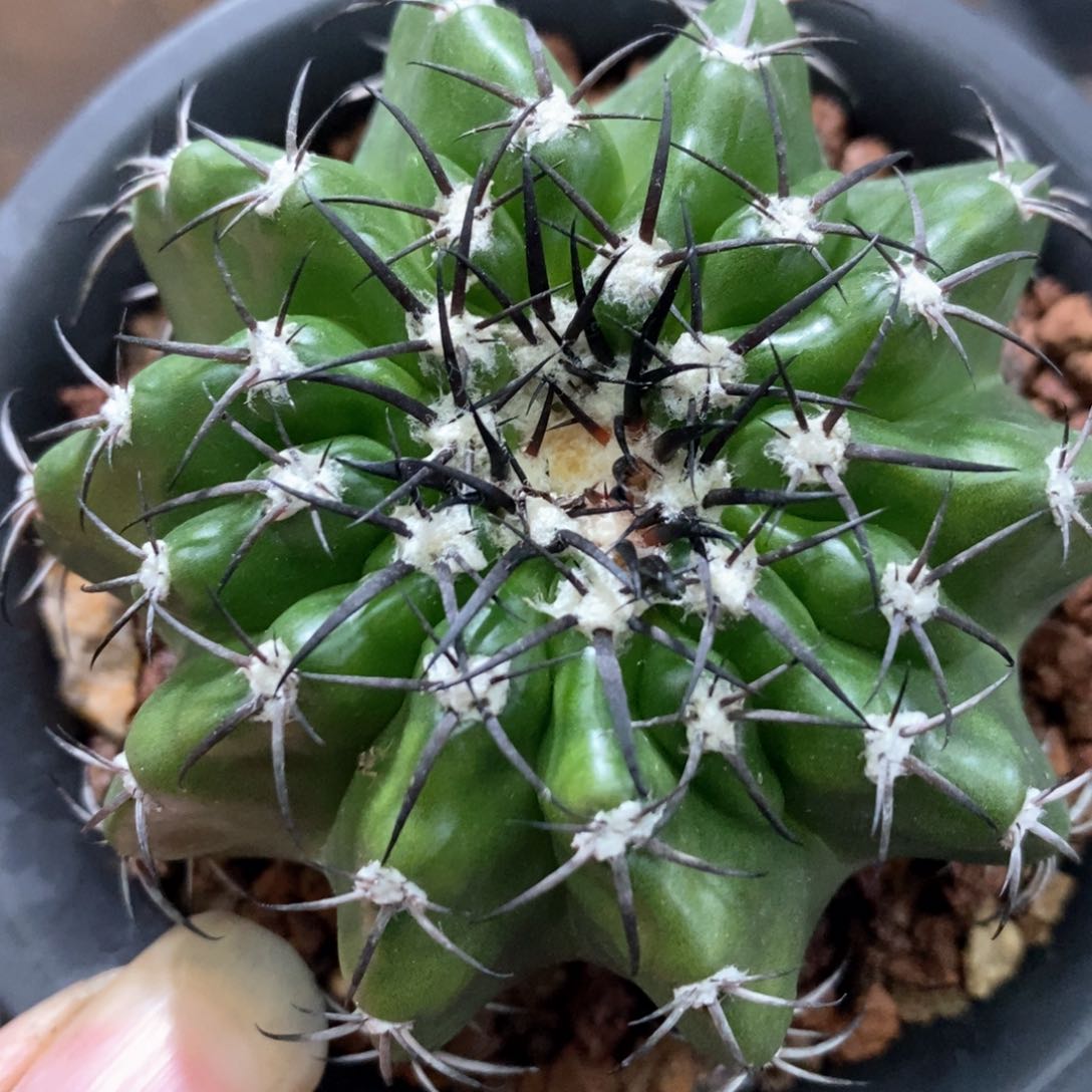 孤品实生铃木黑刺奇特圆盘玉6.8cm