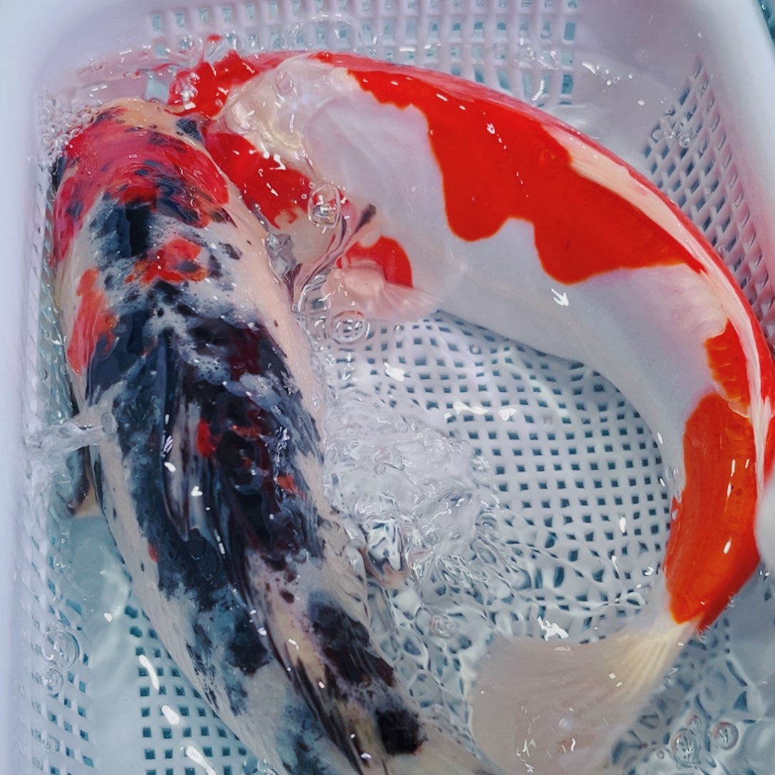 锦鲤锦鲤冷水鱼观赏618