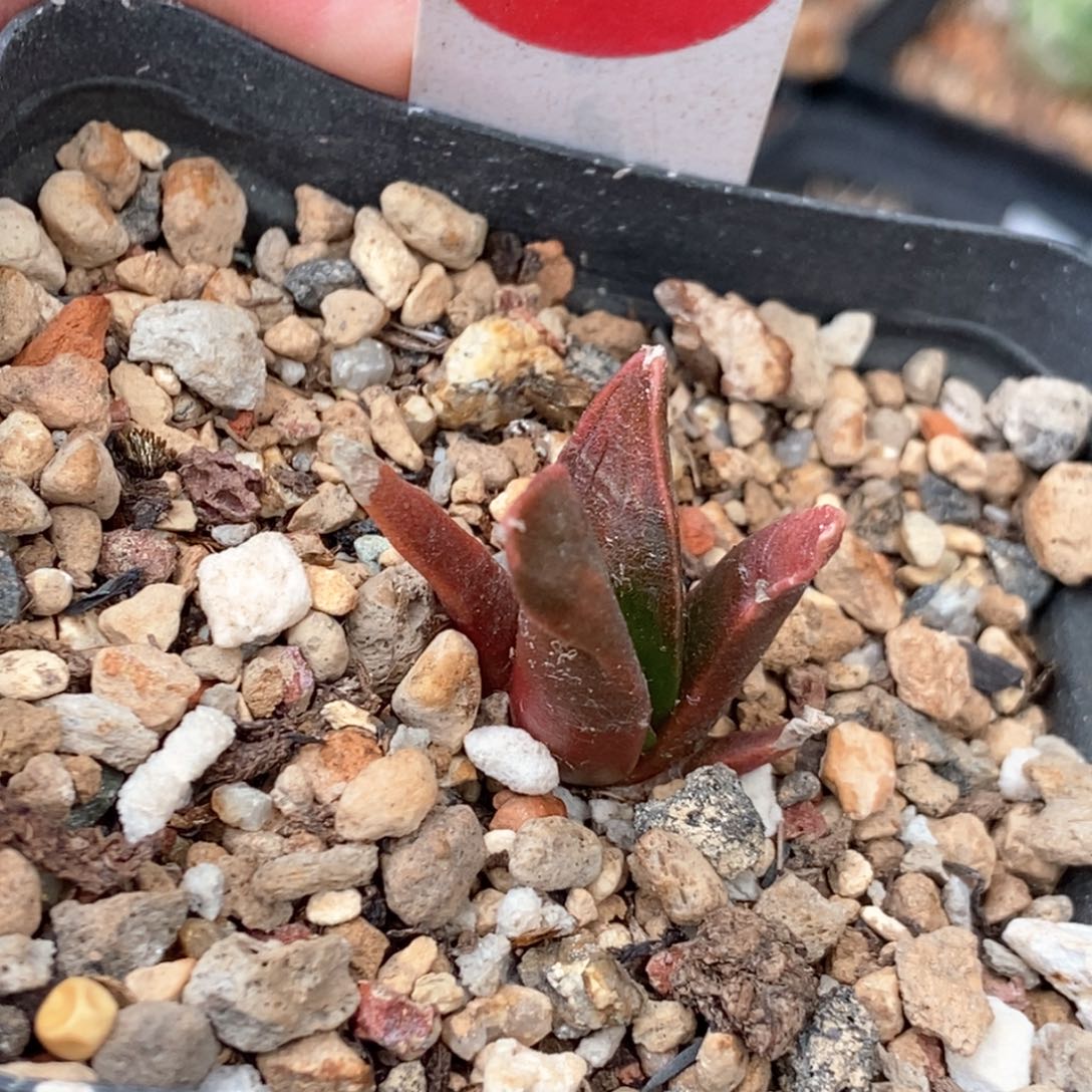 实生红女牡丹一颗仙人球