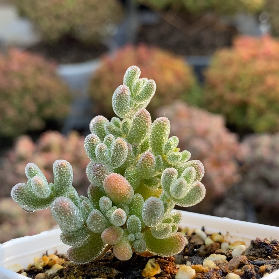 优选冰晶5715枝干番杏