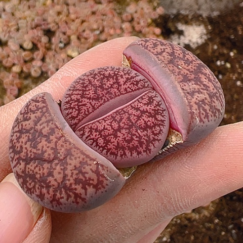 21039团团圆圆呀呀