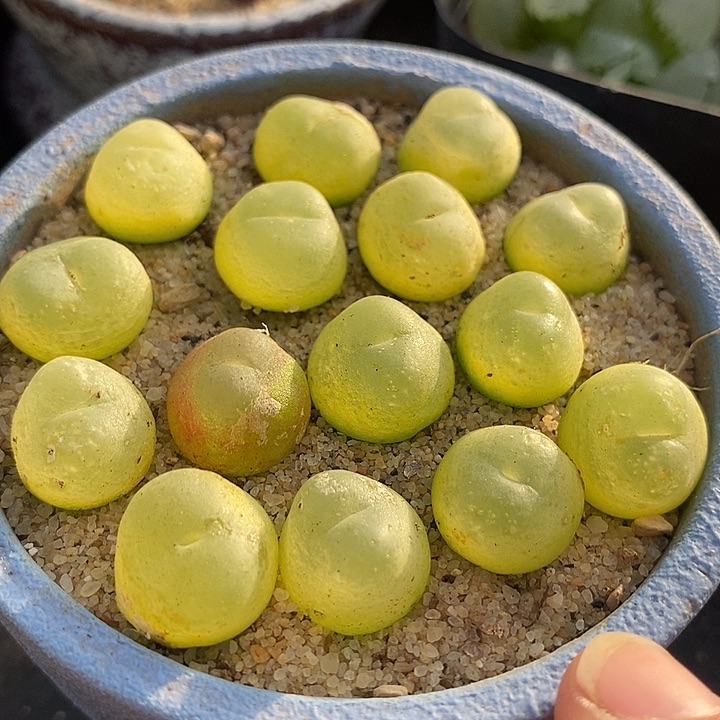 22510拉登一颗有瑕疵