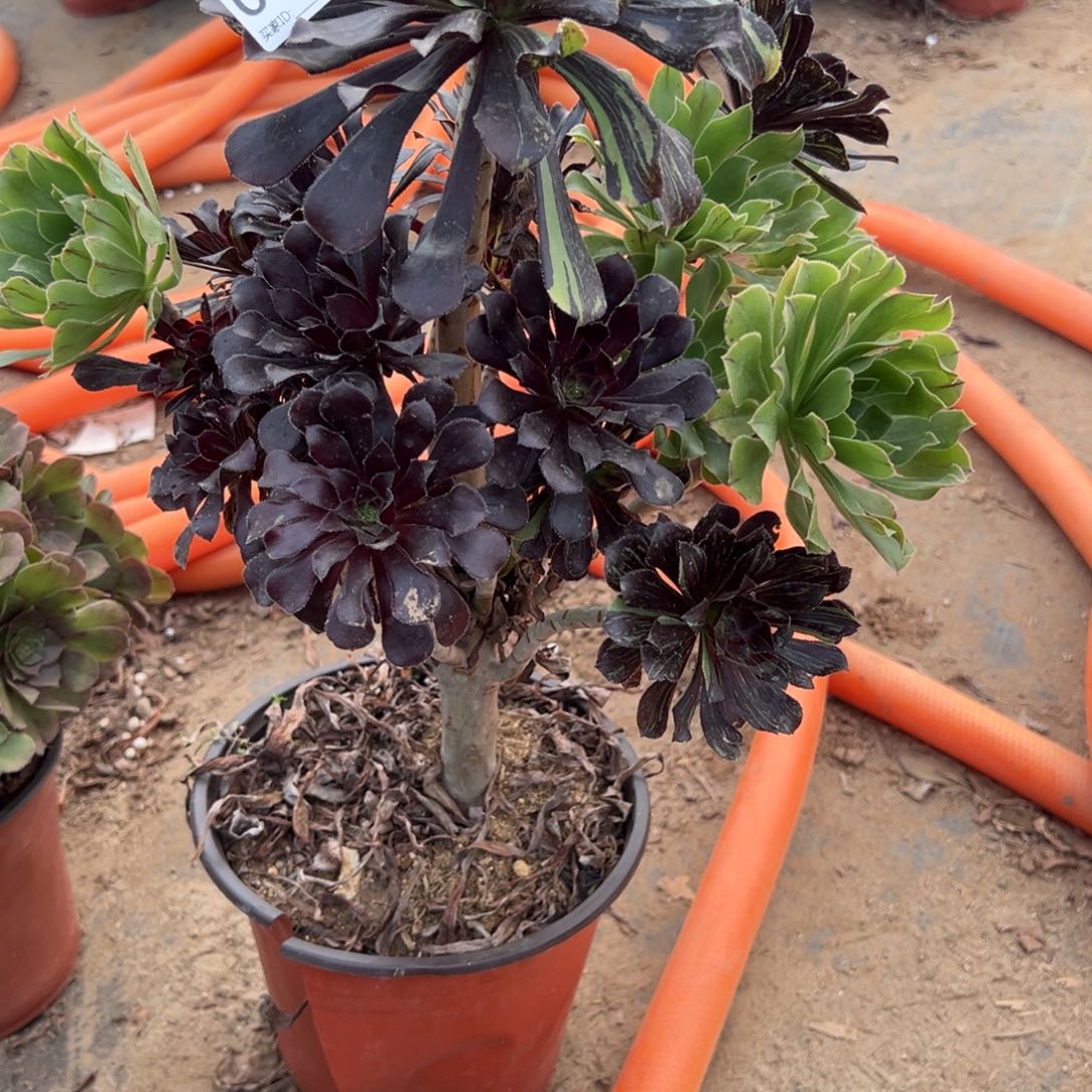 一***爱068水墨丹青多肉植物