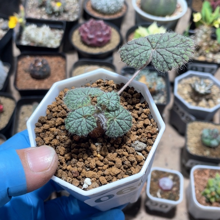 060圆叶洋葵块根