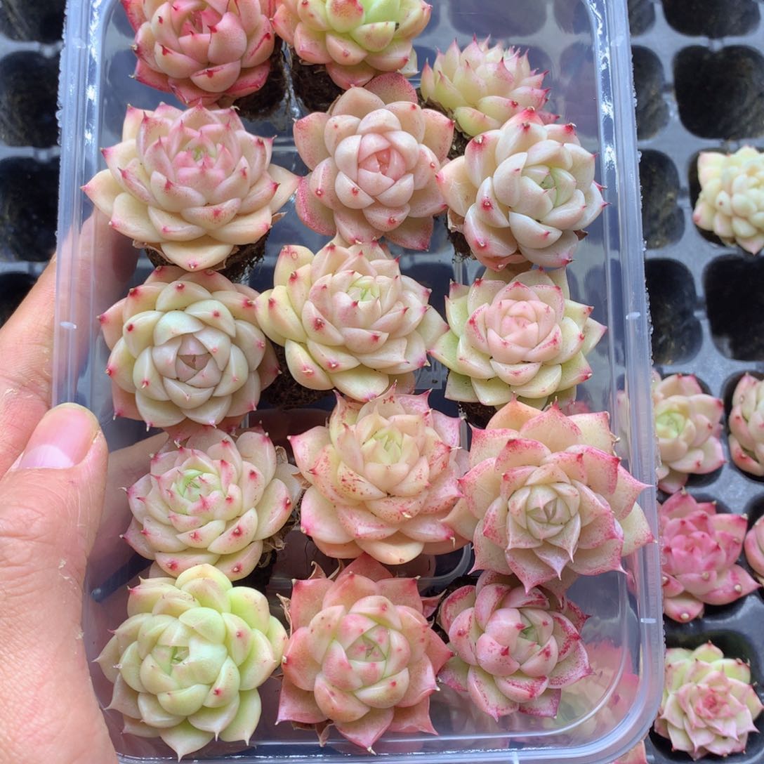 反反复复还是很开心039