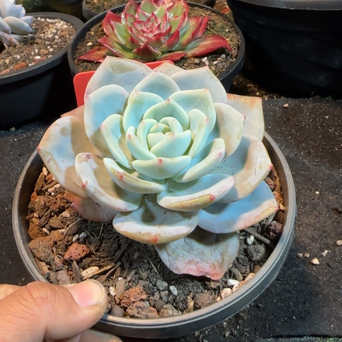 奶茶一物一拍包装收缩花旱