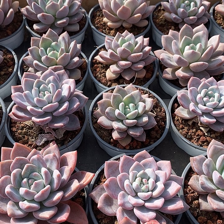 92奥普玲娜 单头 福利福利多多