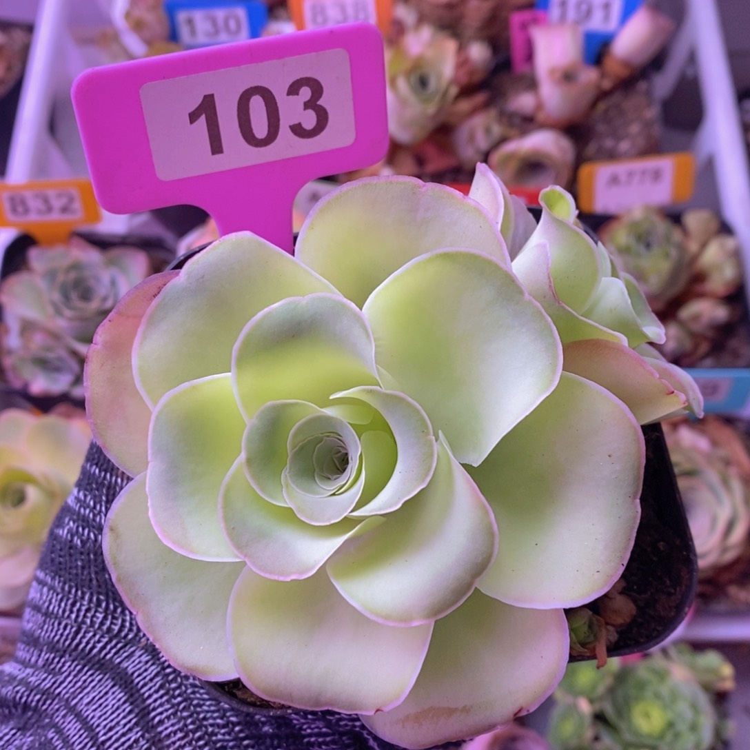 双头玫瑰一物一拍103 裸根发