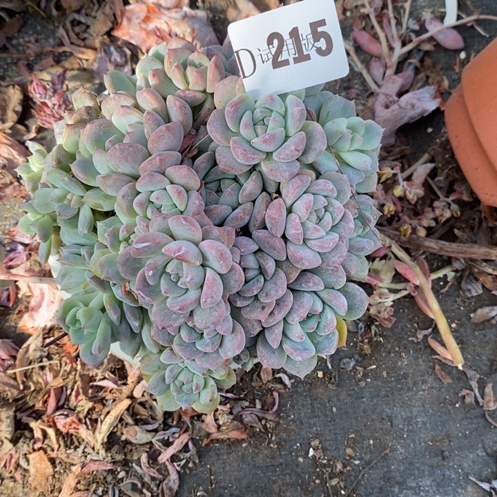是***呀215霜花多肉植物多肉