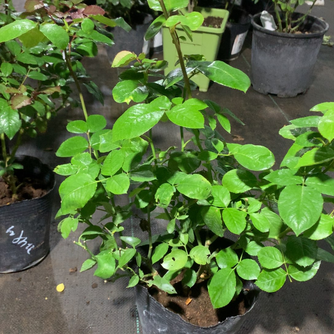 白荔枝月季亿凡精神