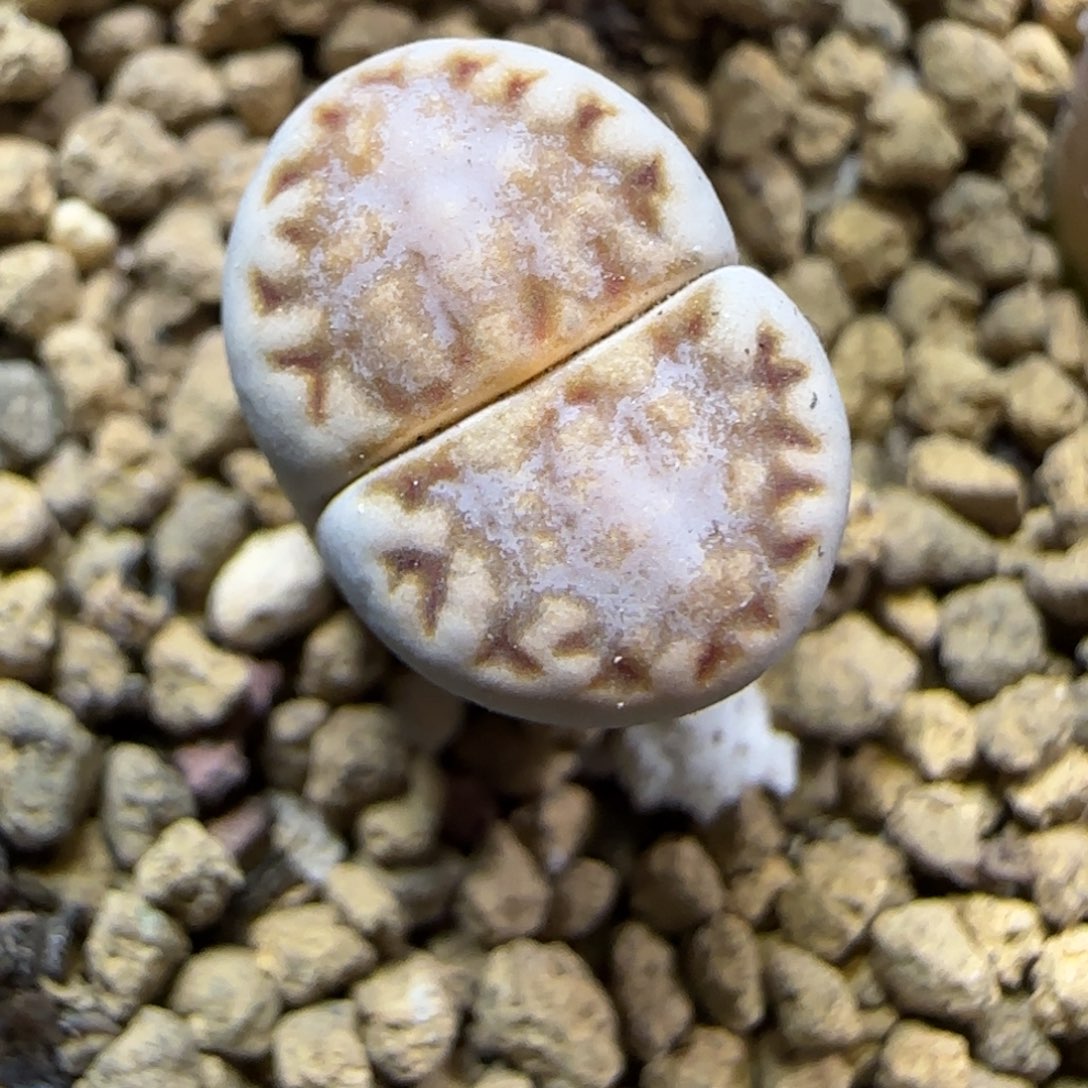 12.2.1621.6糖霜饼干.9039尺寸1.2cm