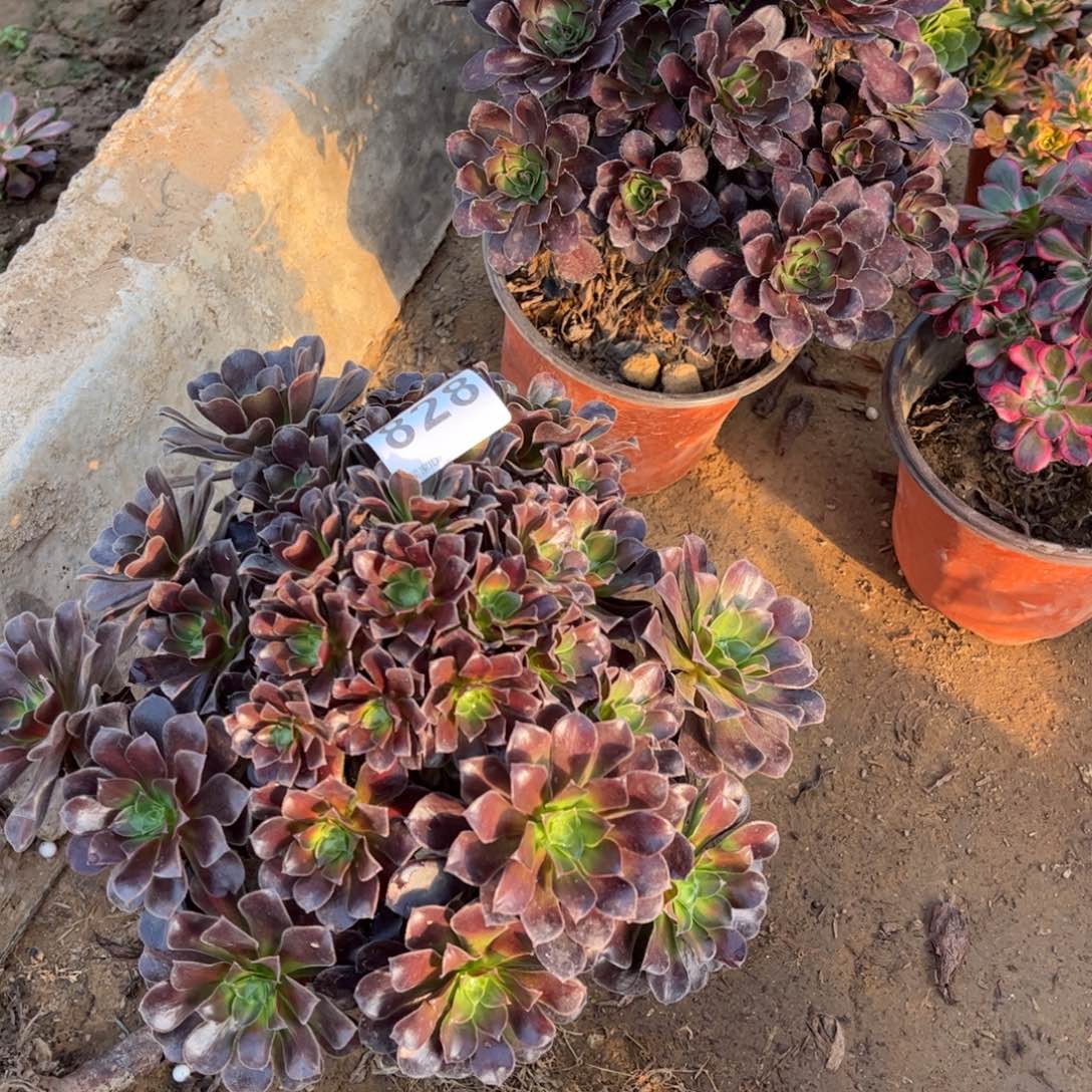 欧子828不包断枝的