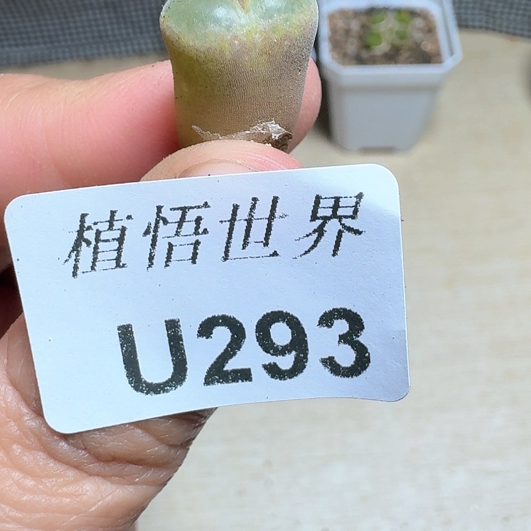 293盒多肉植物哇d f