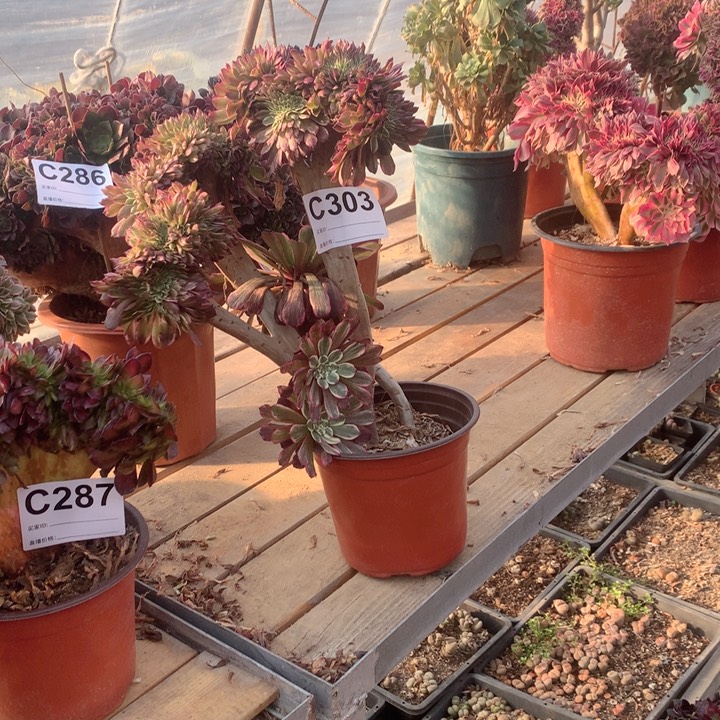 303水墨画缀多肉法师