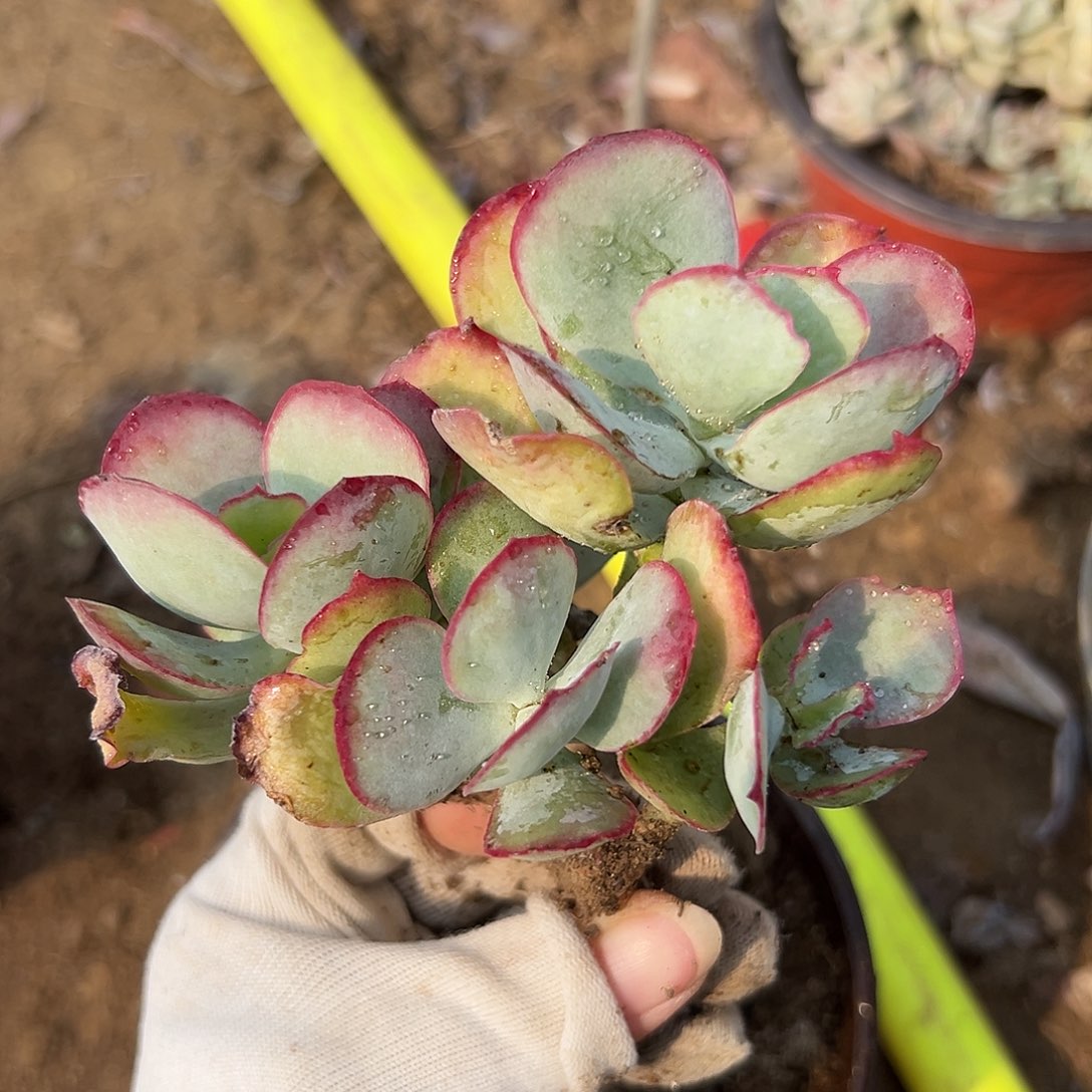 多肉植物中中央音乐学院植物