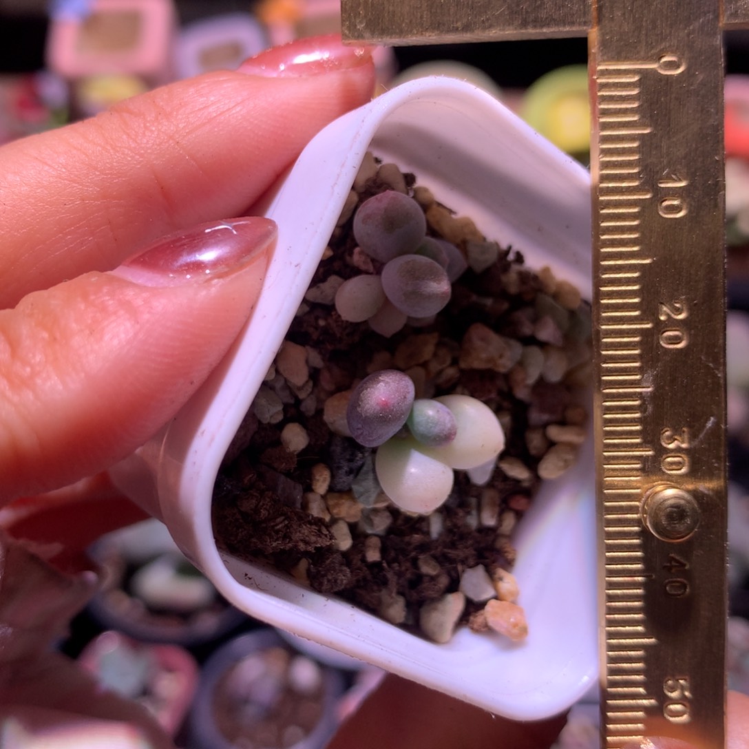 奶酪锦两颗 奶酪锦哦