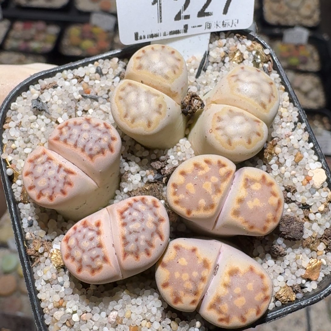 zzz精品也福利1227