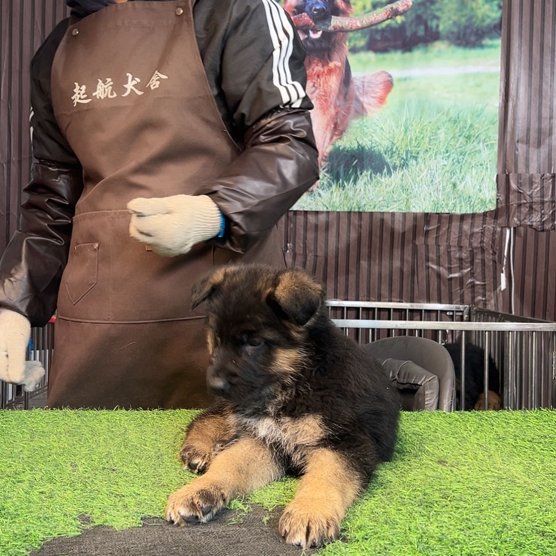 精品德牧幼犬狗狗