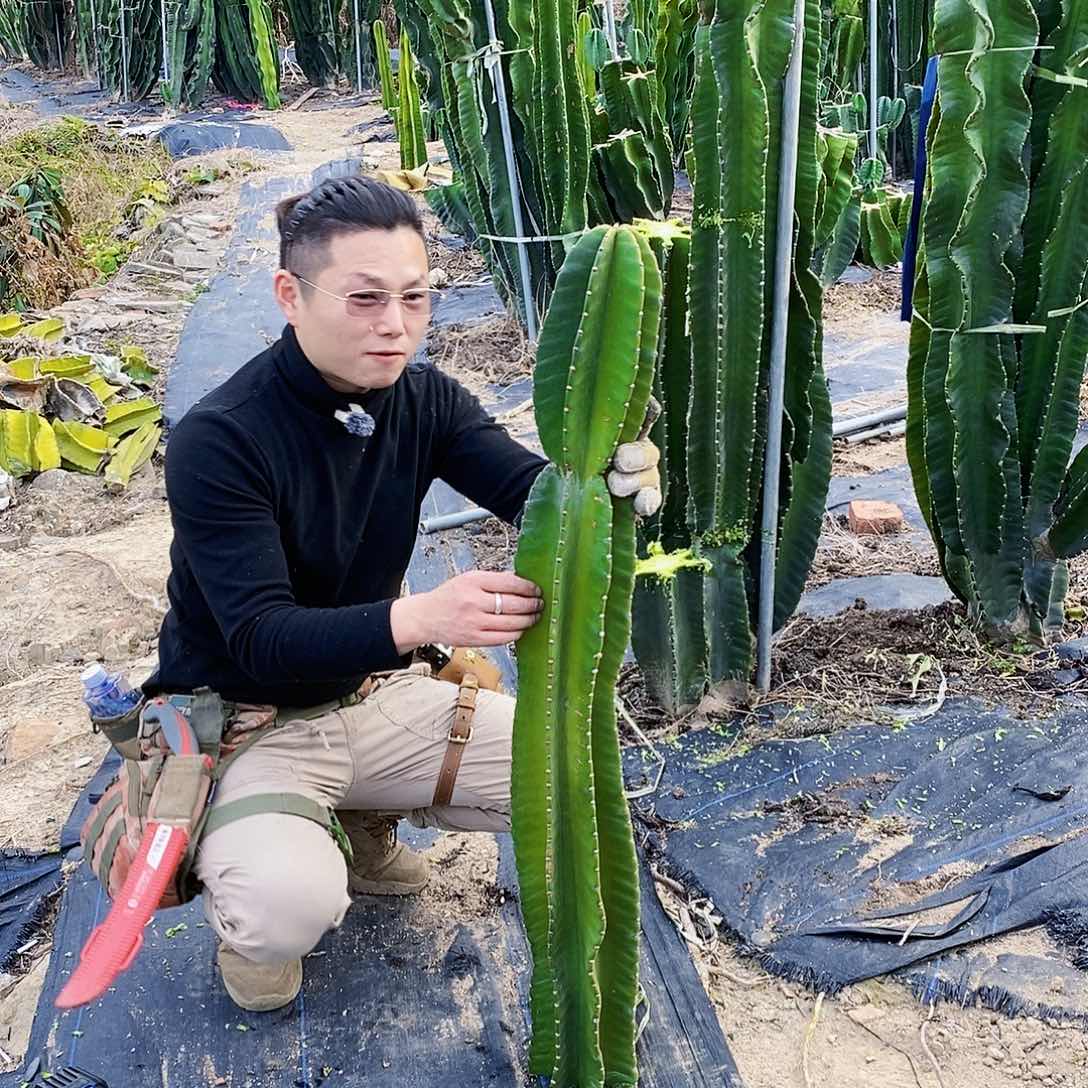 秘鲁苹果高度110厘米左右无根