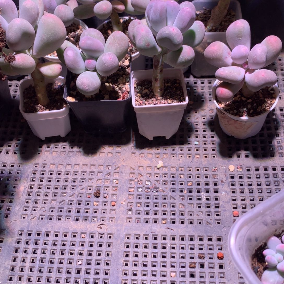 叫***果保温装置嚯哈哈哈哈哈