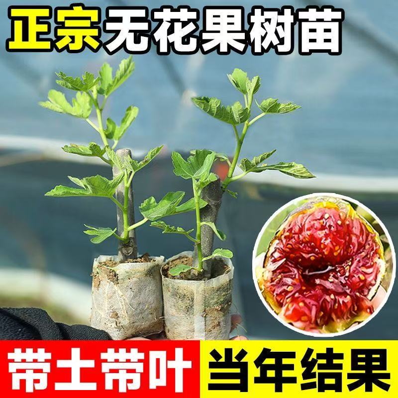 【带土带叶】无花果树盆栽波姬红大果矮化盆栽植物花卉无花果树苗