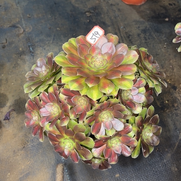 优选抹茶519多肉植物