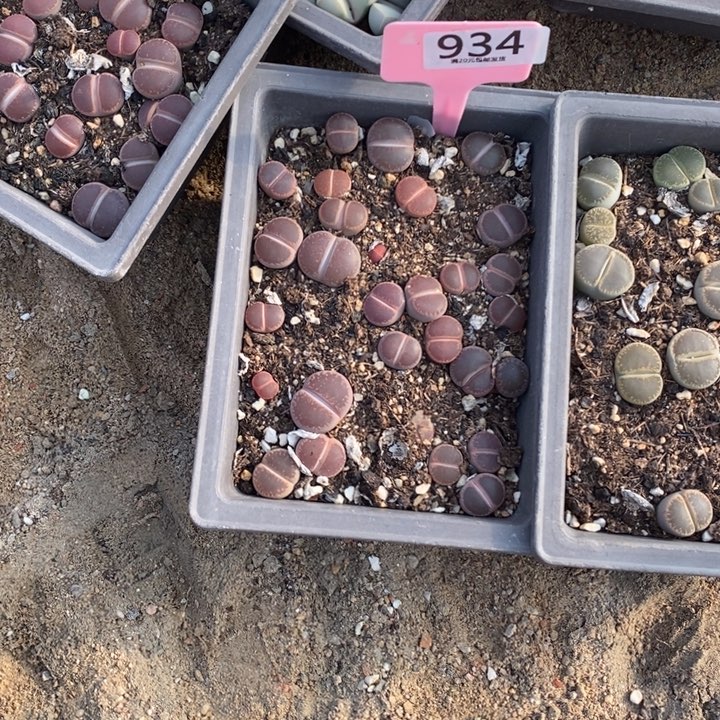 F****生石花等植物的生长934