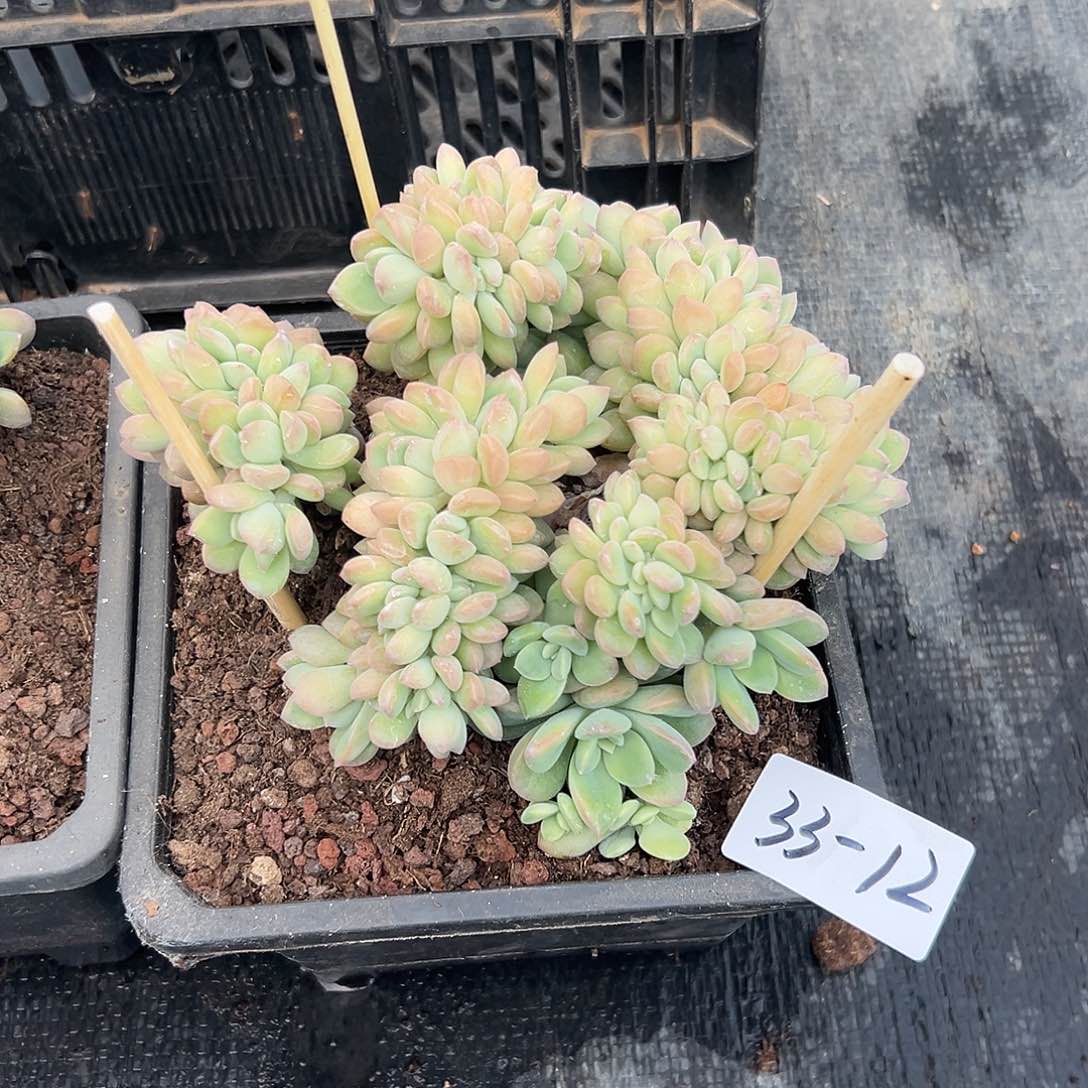 园***圆33-12冰清玉洁缀多肉