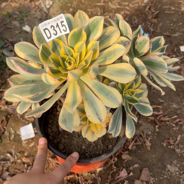 灿烂……多肉植物……