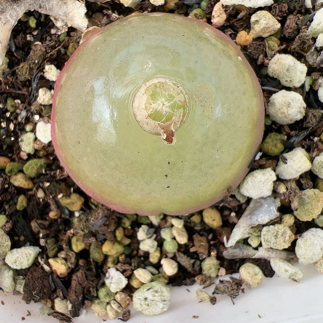 【闪购商品】200 灯泡