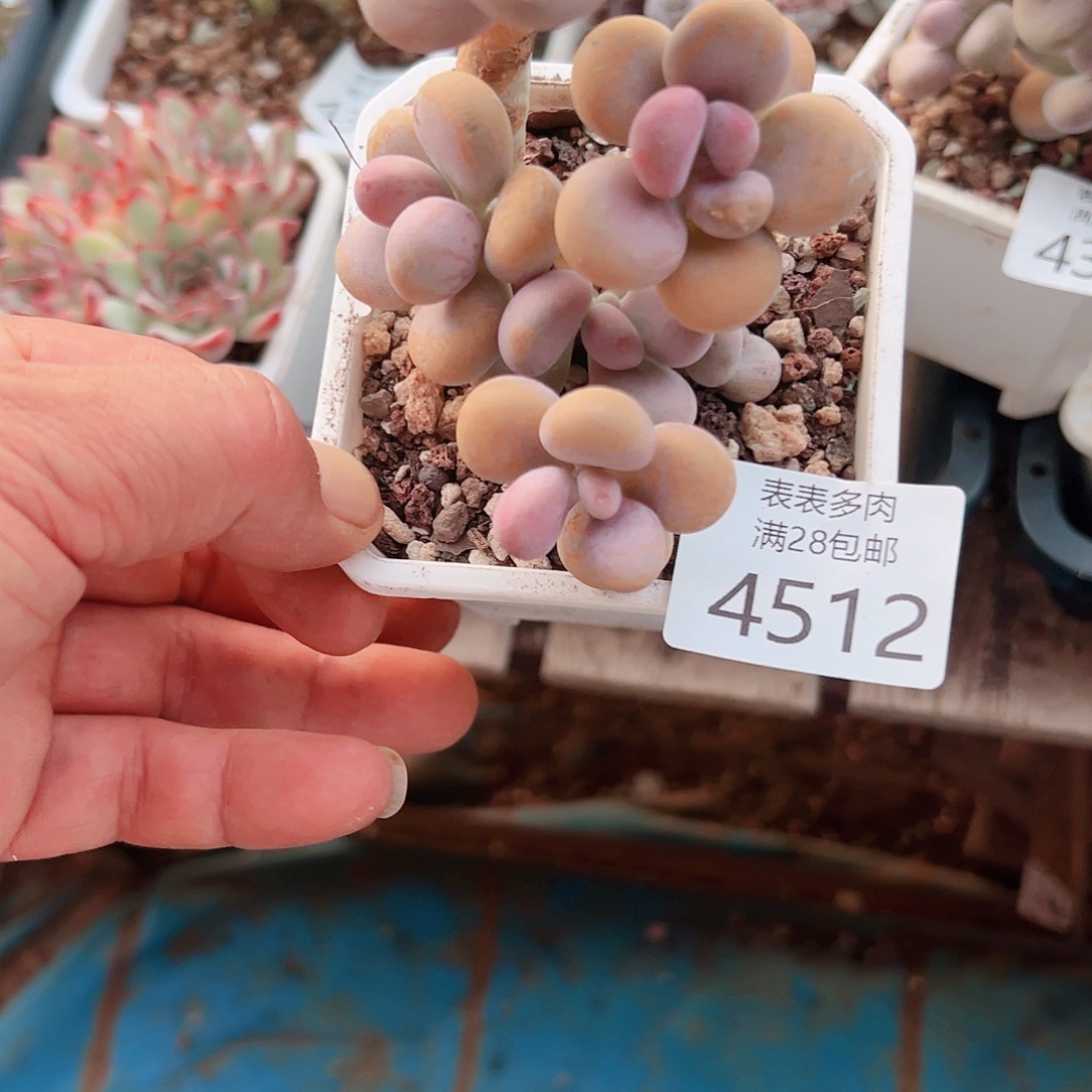 N***O多肉一物一拍植物4512