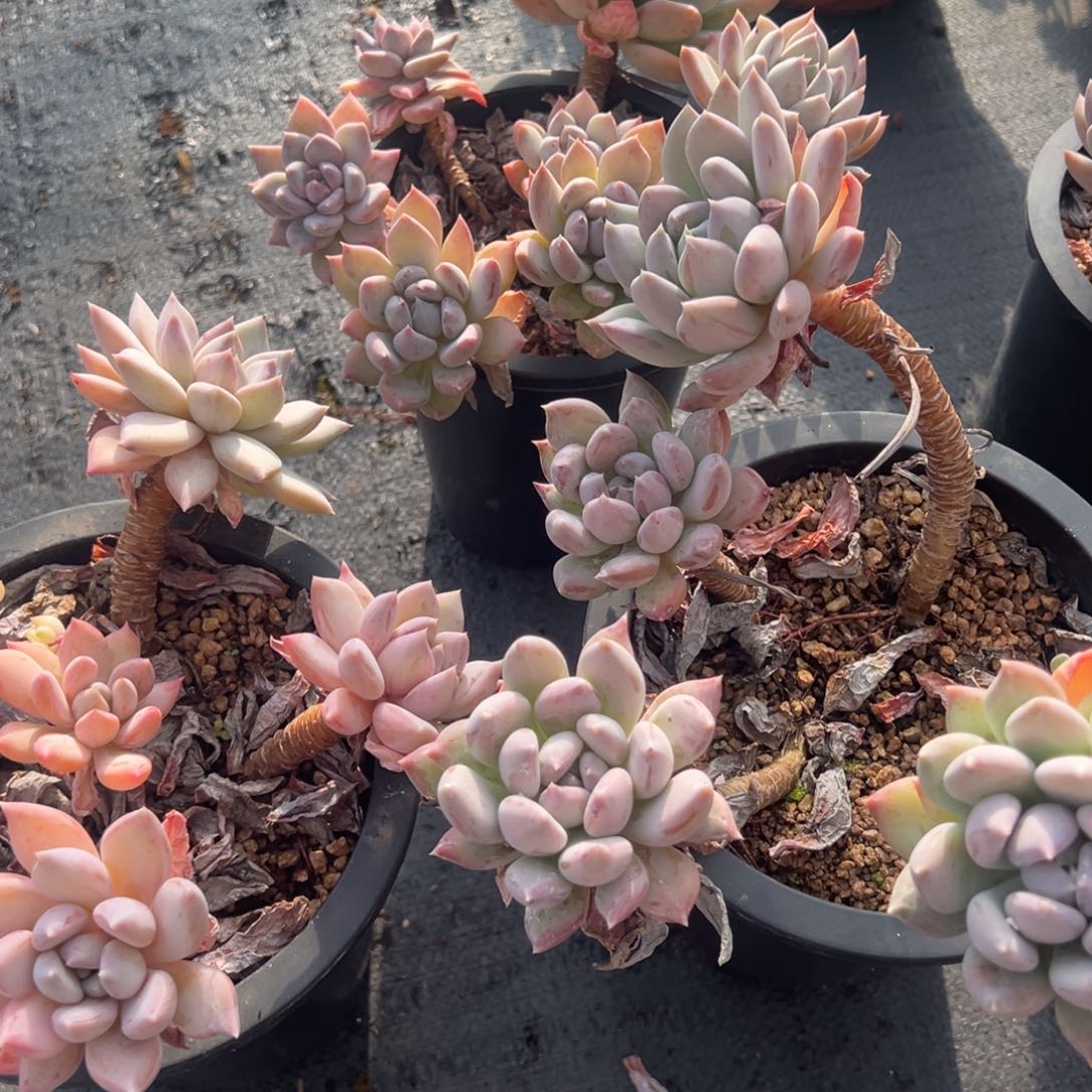 你***光胖美人30多颗打包