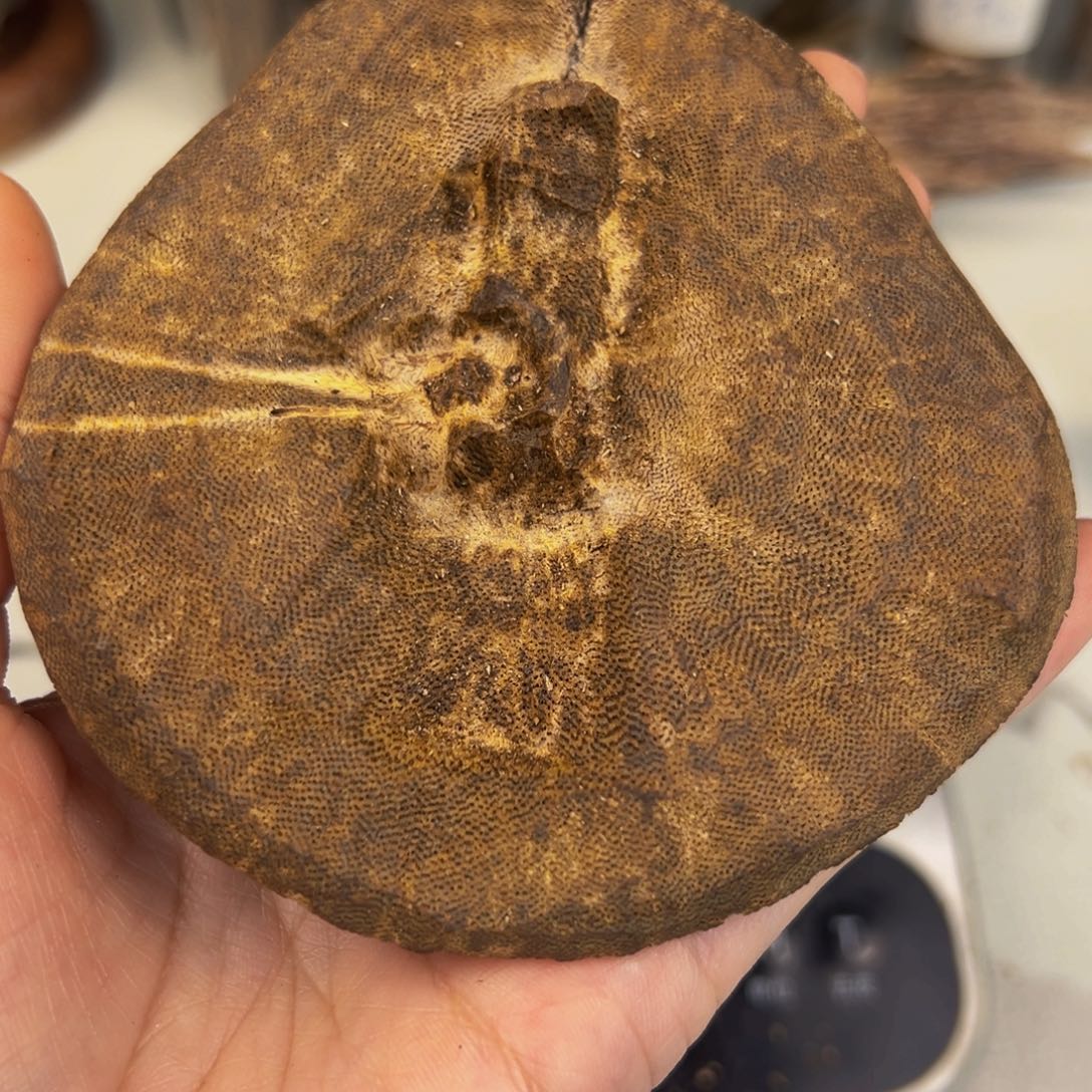 沉香碎屑沉香棋楠原母树包壳27.8克