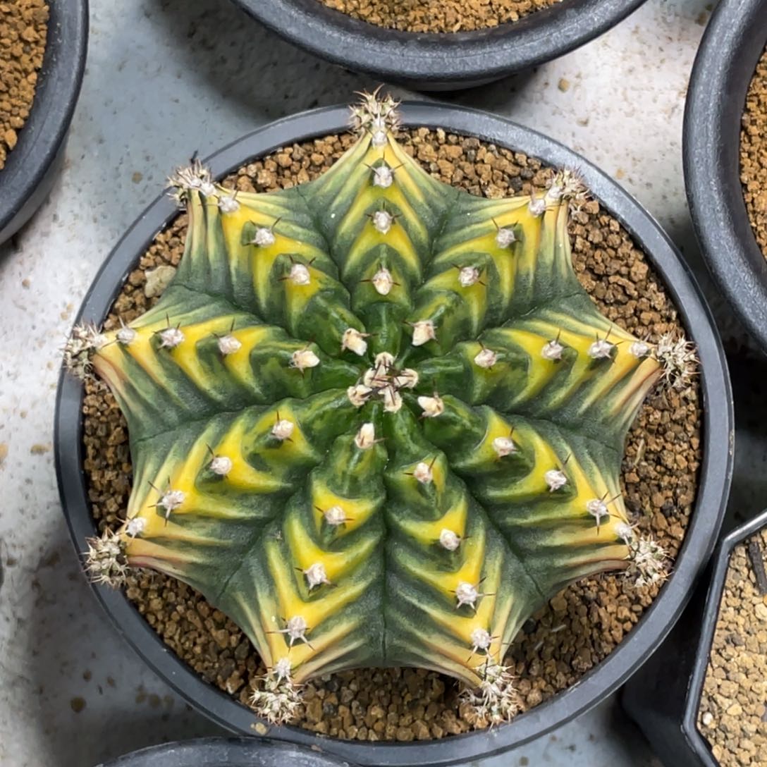 当前无花朵，栽培后可花朵规律棱背V纹锦