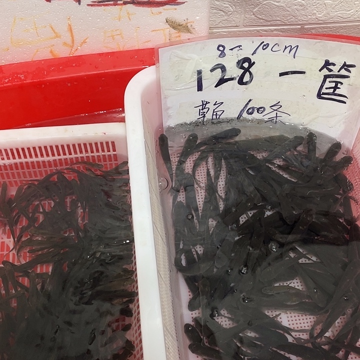 海水鱼武昌鱼鳊鱼