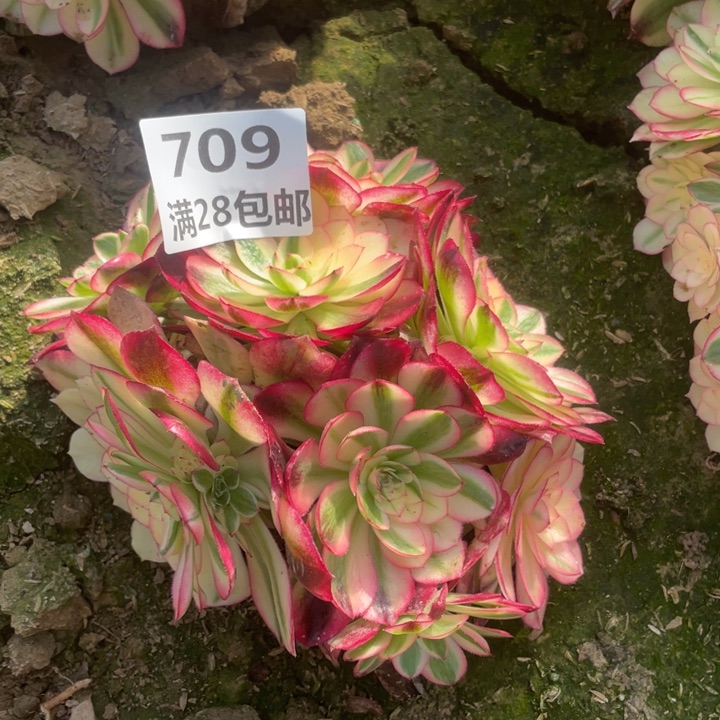 709二号棚倾城母本多肉E