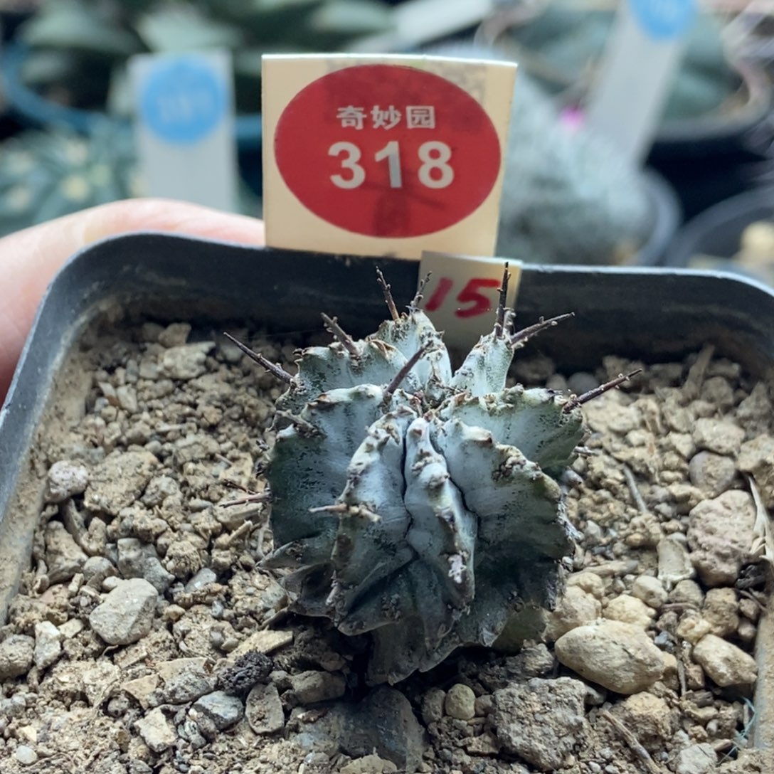 实生白衣魁伟玉一颗