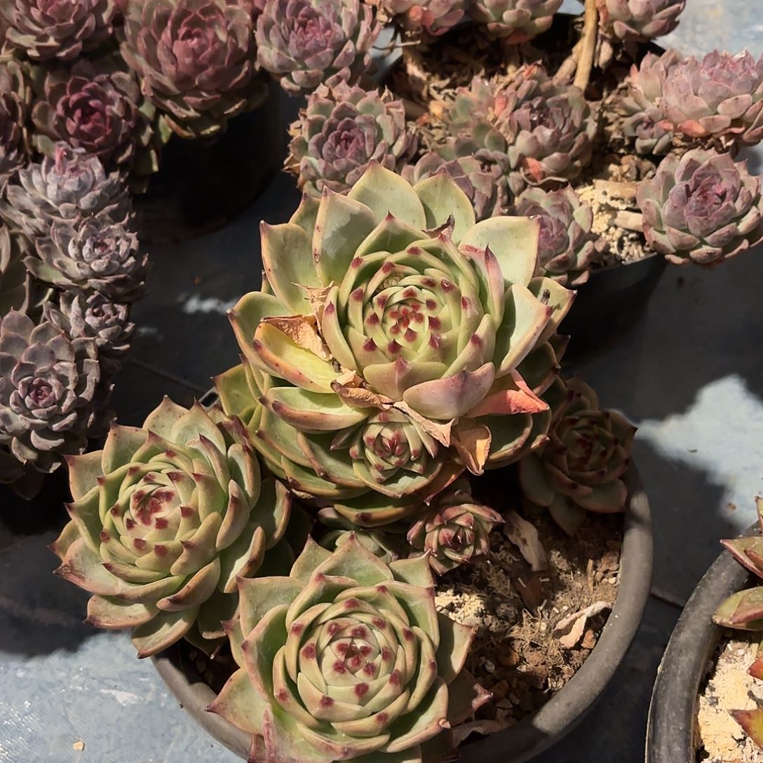 多肉植物啦啦啦啦啦