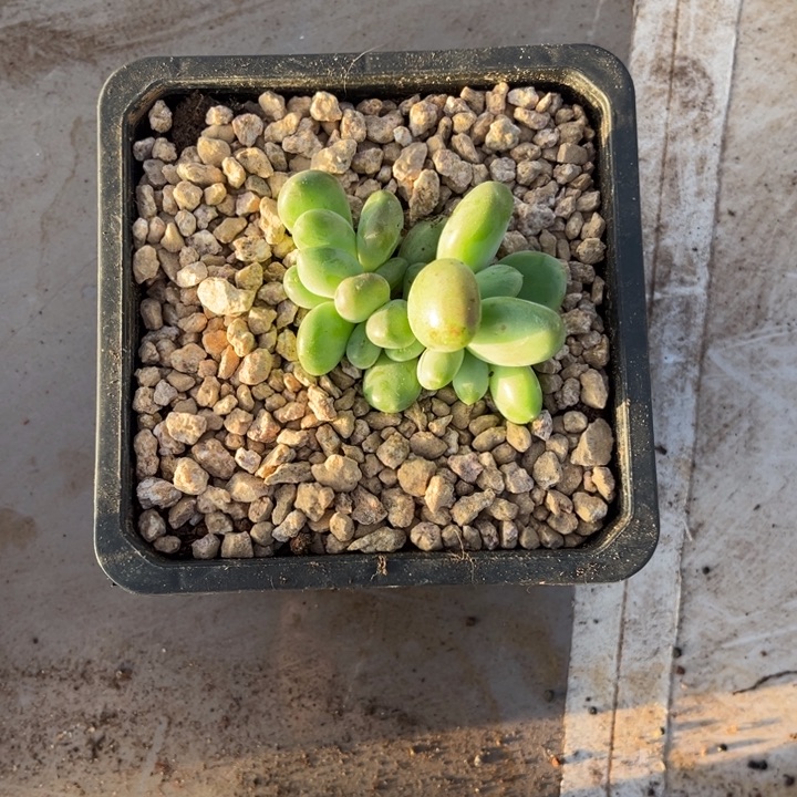 左***死法丽达多肉植物595