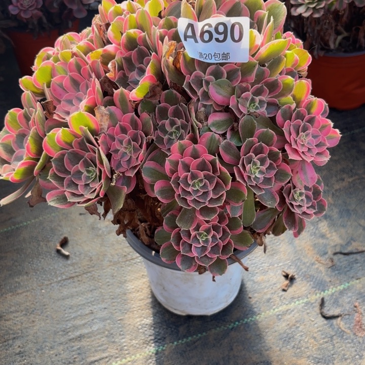 瑞妈多肉园艺690男神