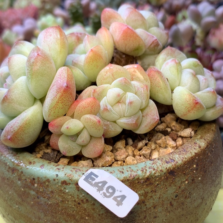 E494一物一拍带盆发