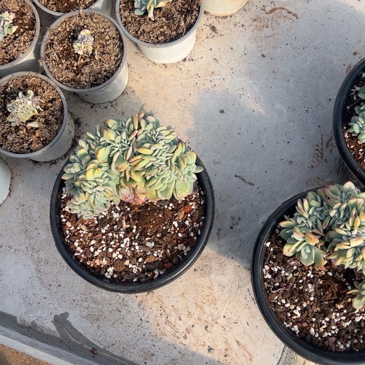 鼓***喵云欣多肉植物白凤缀