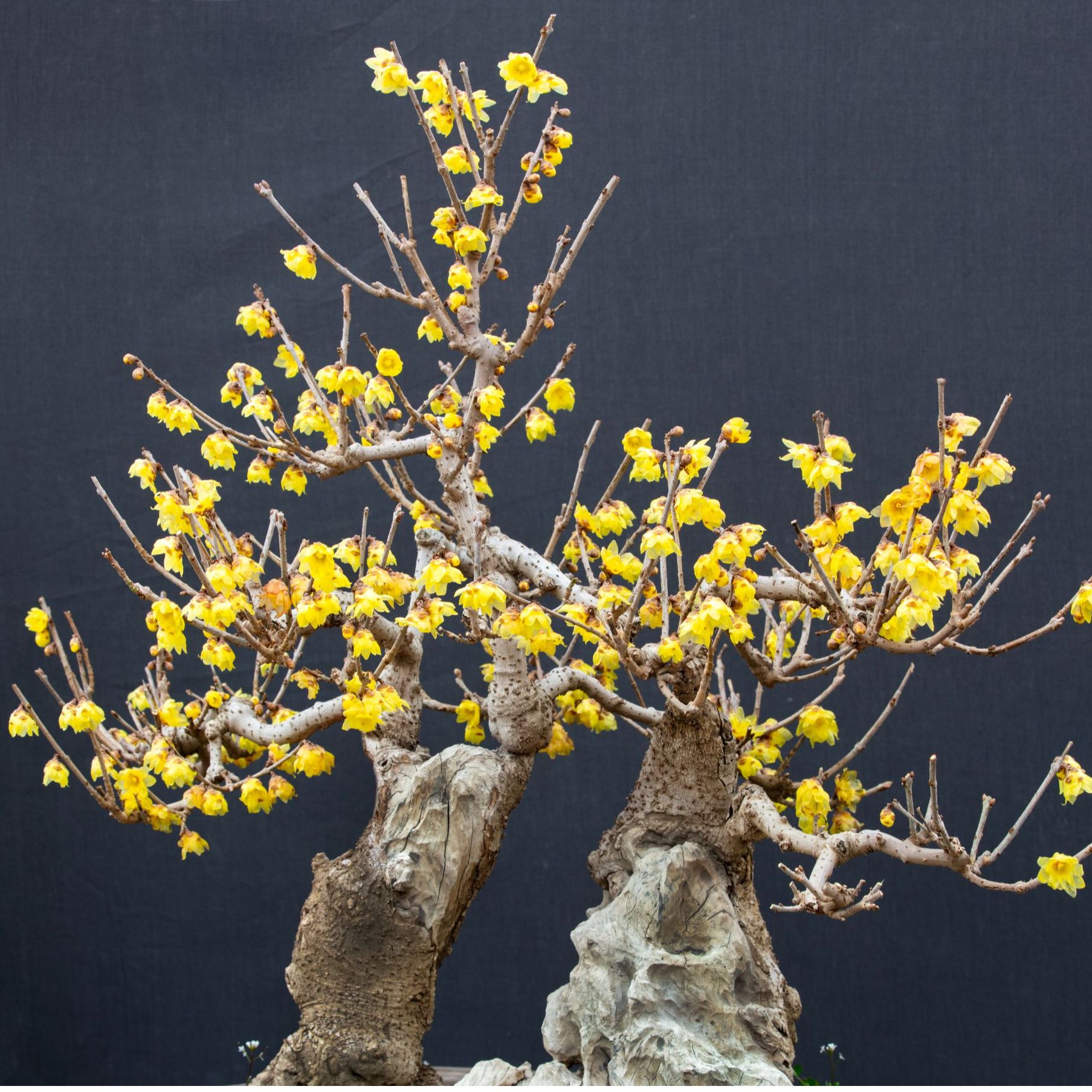 【一物一拍】20年老桩 鄢陵新科梅园古树腊梅盆景盆栽 耐寒老桩