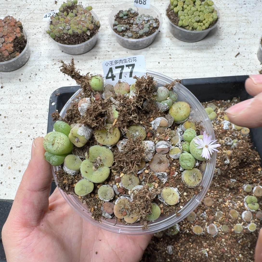 477。肉锥一份。脱土