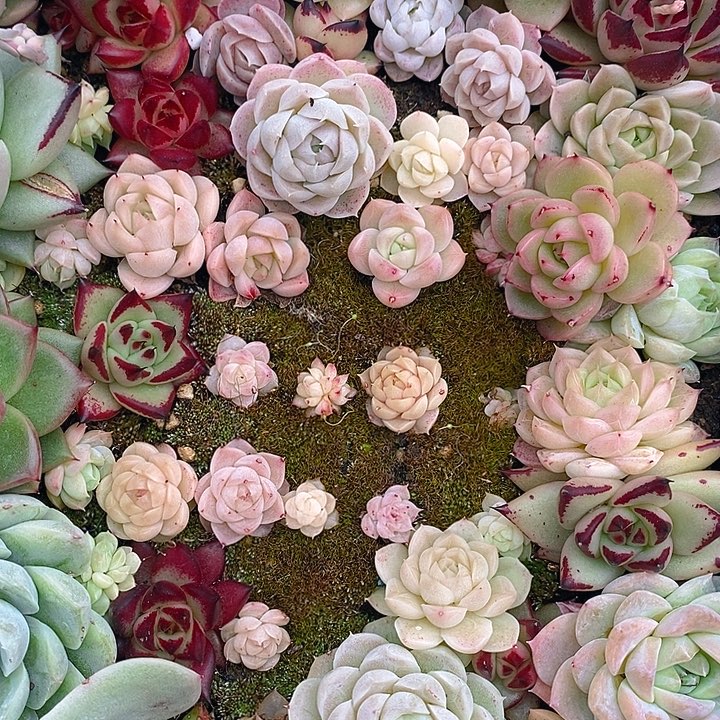 202 多肉植物盆栽花卉盆栽