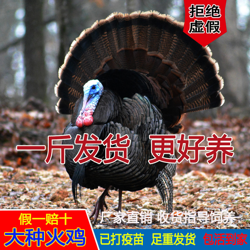 宠物鸡一斤火鸡 大种青铜正宗贝蒂娜