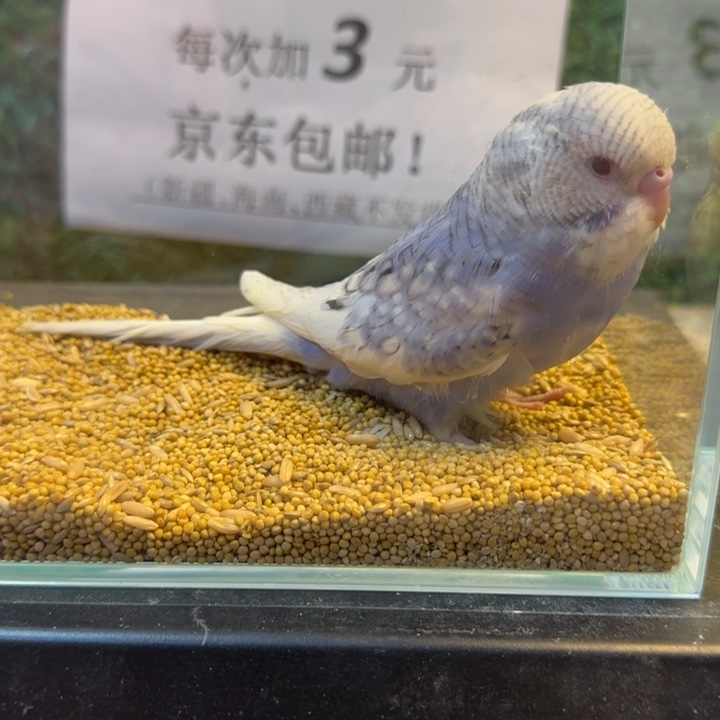 虎皮鹦鹉大头虎皮鹦鹉